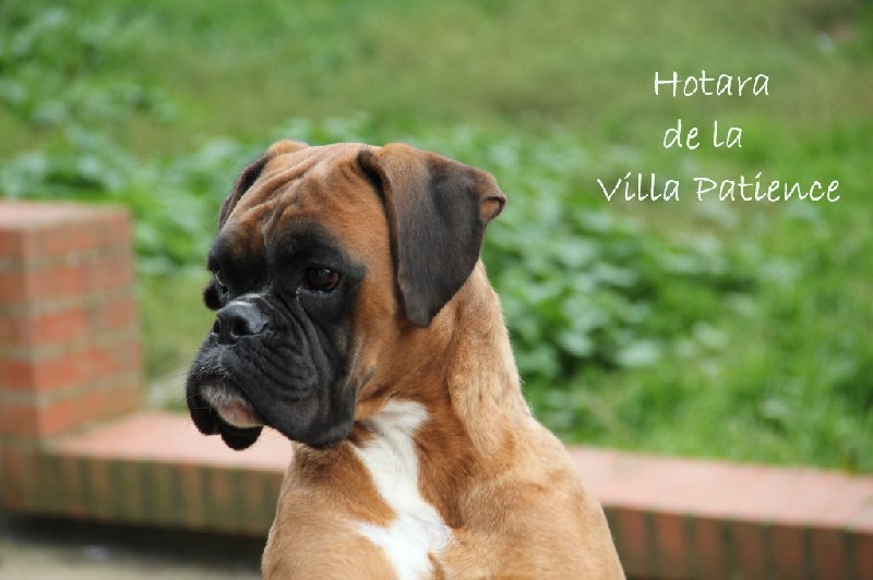 Hotara de la villa patience