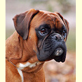 Cooper de la villa patience