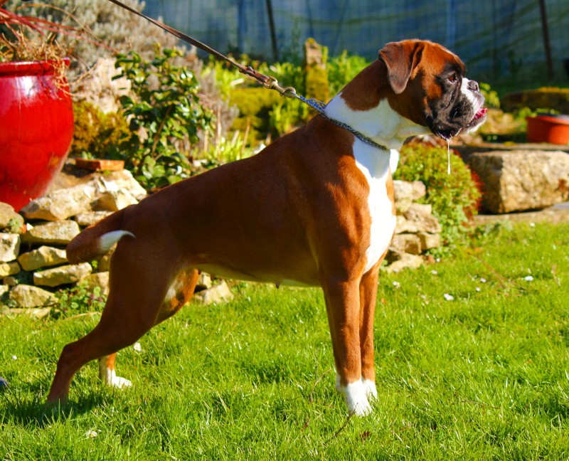 de la villa patience Jabelle