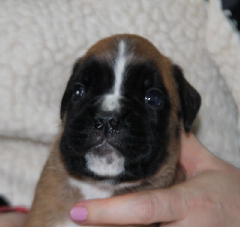 de la villa patience - Boxer - Portée née le 07/11/2014