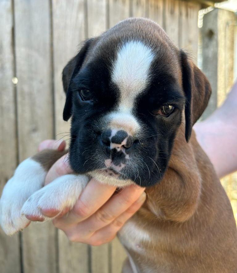 de la villa patience - Boxer - Portée née le 09/07/2023