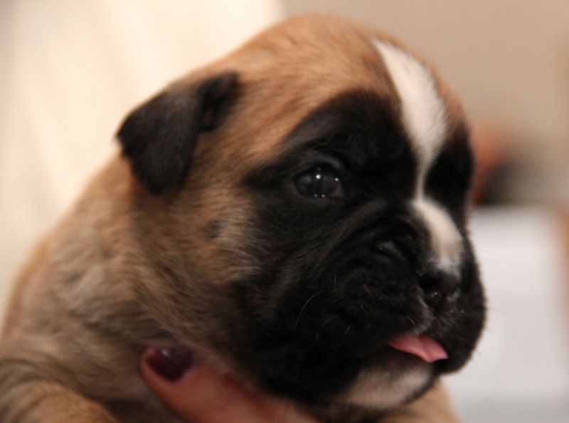 de la villa patience - Boxer - Portée née le 30/07/2015