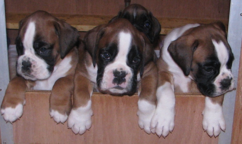 de la villa patience - Boxer - Portée née le 28/01/2010